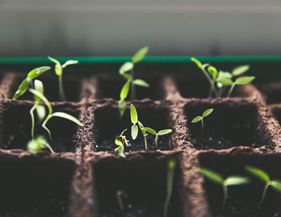 sprouts in a garden